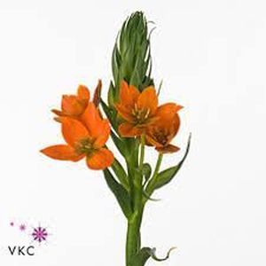 ORNITOGALUM ORANGE FIRE 60